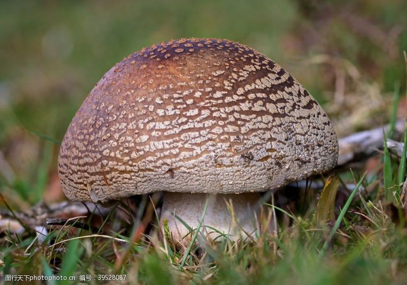 电料野生蘑菇图片