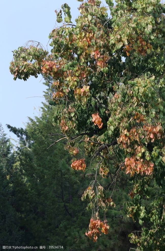 爬墙虎彩叶风景图片