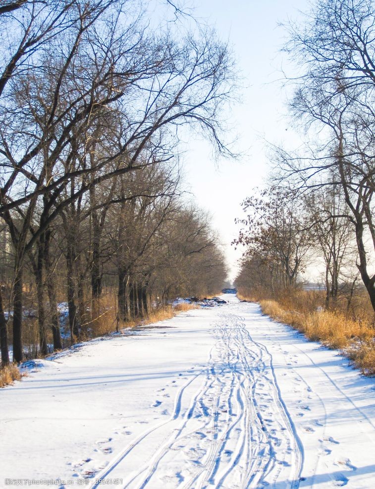 卡通景观树木道路积雪图片