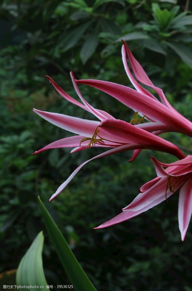 花骨朵红花文殊兰图片