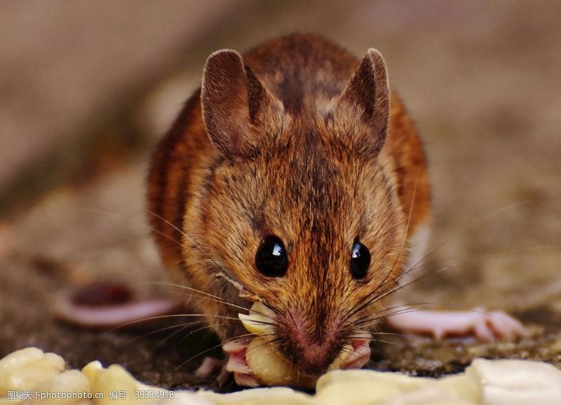 可爱的老鼠可爱的小老鼠图片