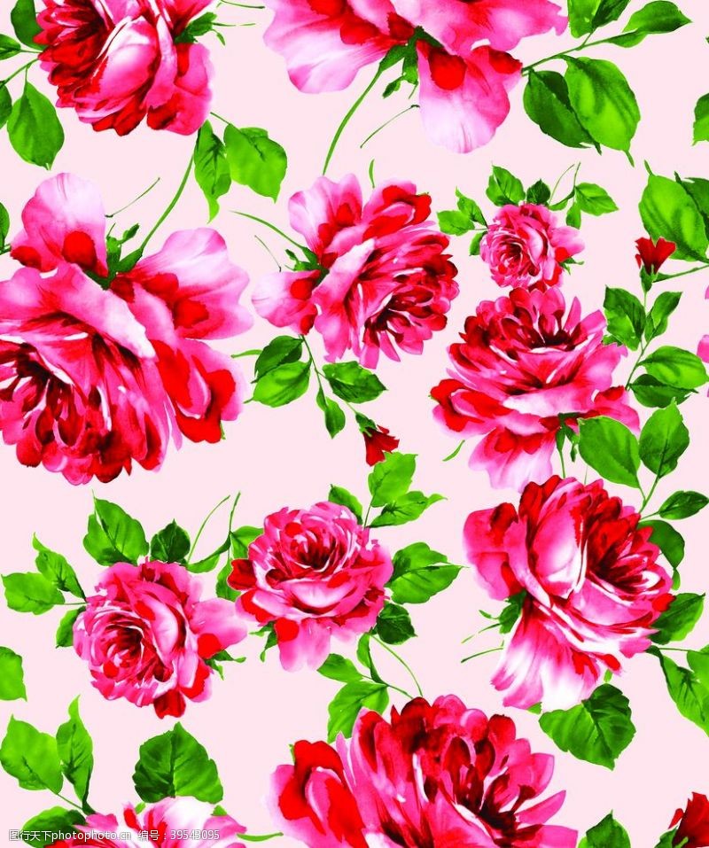 水彩蝴蝶玫瑰月季大朵红花图片
