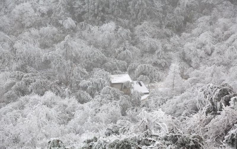 严冬森林雪景图片