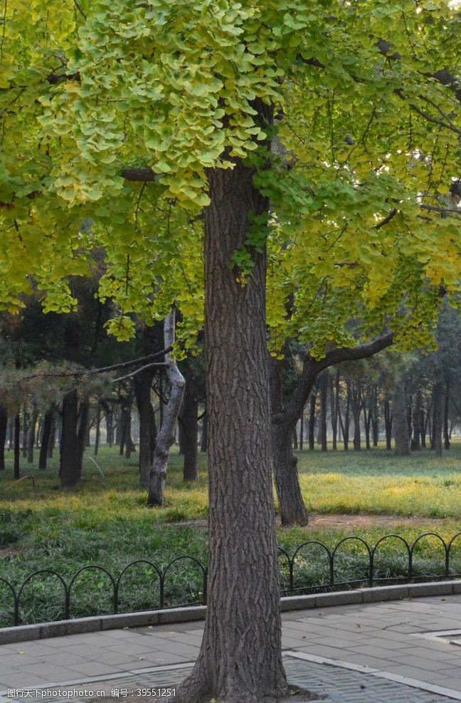 植物景观天坛银杏树图片