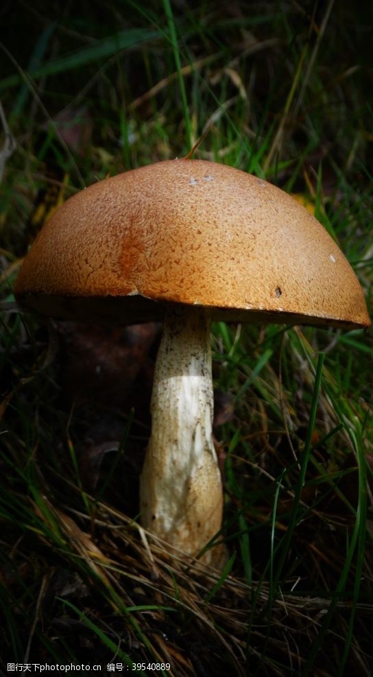 唯美自然风景类野生蘑菇图片