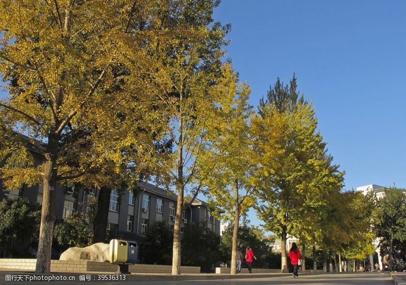 欢迎新同学迎新银杏树图片