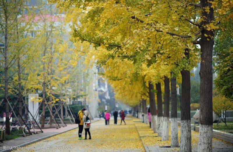 北京建工银杏树欢迎新同学迎新图片