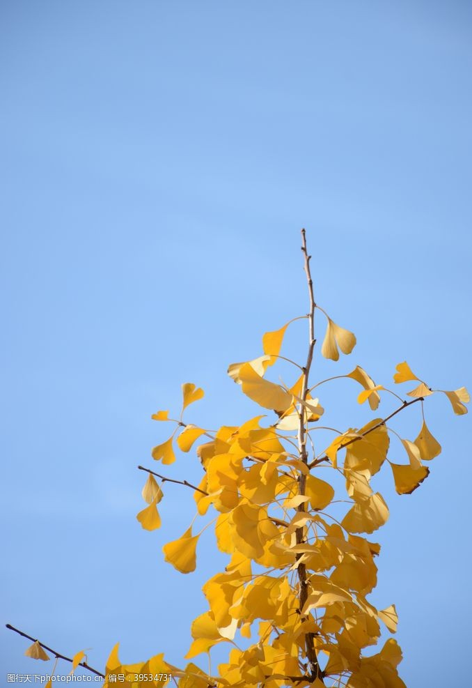 蓝色叶子银杏树图片