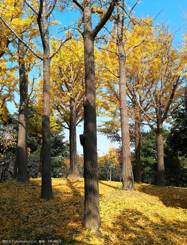 落叶背景银杏树图片