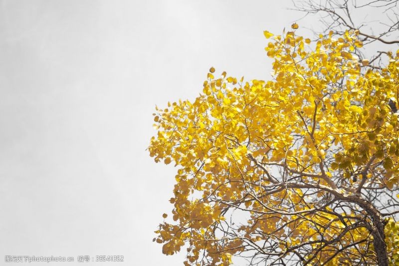 高清晰银杏树图片