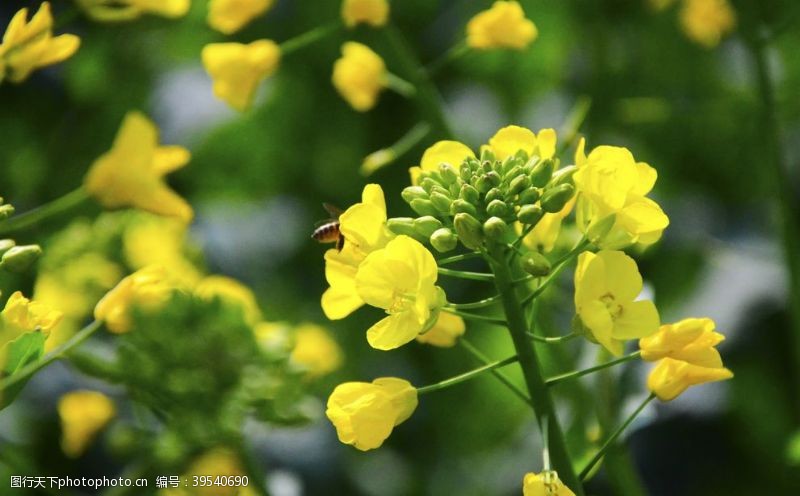 油菜花广告油菜花图片