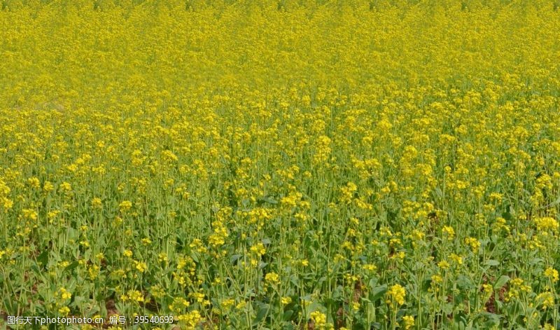 油菜花广告油菜花图片