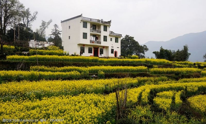 油菜花广告油菜花图片