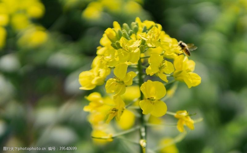 油菜花广告油菜花图片