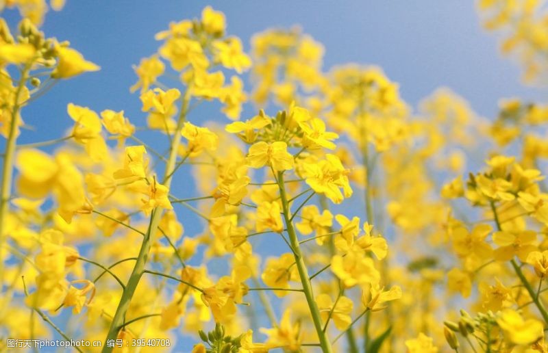 油菜花广告油菜花图片