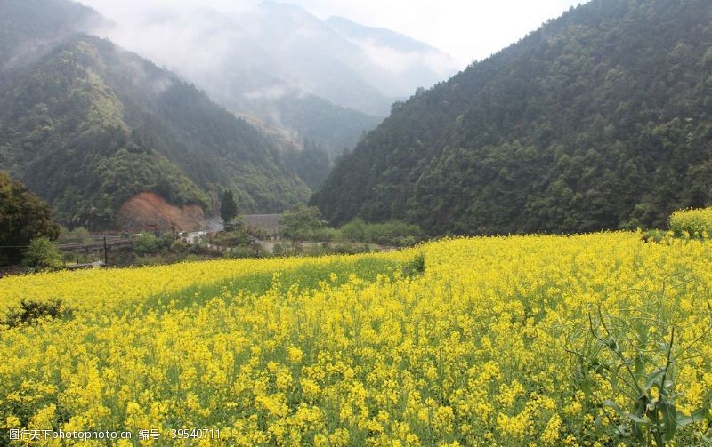 油菜花广告油菜花图片