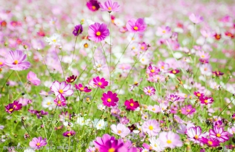 花瓣粉色波斯菊图片