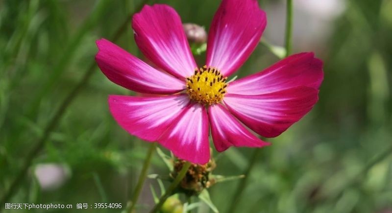 花瓣粉色波斯菊图片