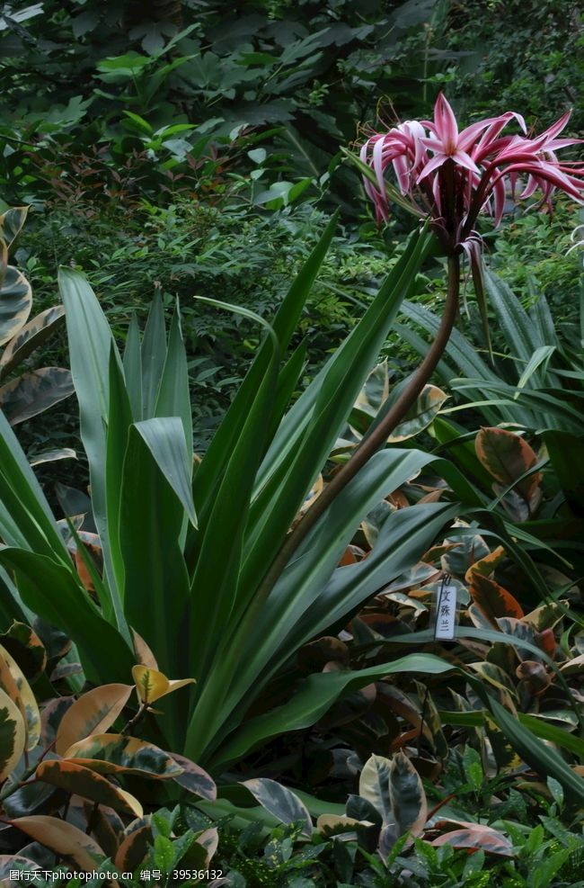 花骨朵红花文殊兰图片