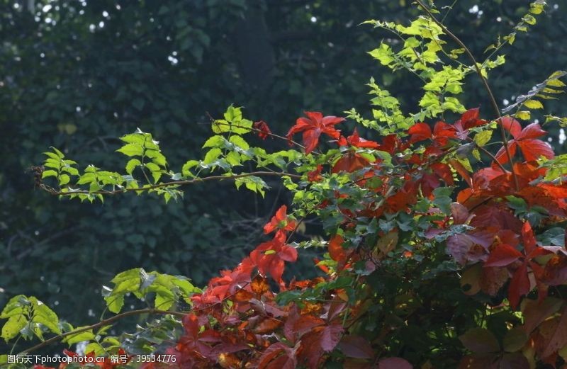 藤蔓红叶风景图片