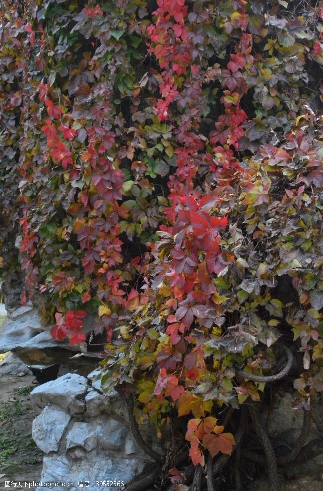 藤蔓红叶风景图片