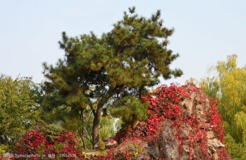 藤蔓红叶风景图片