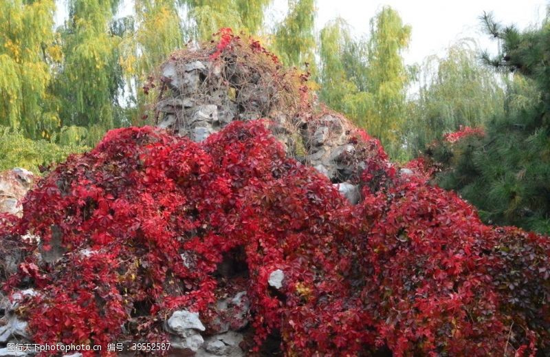 藤蔓红叶风景图片