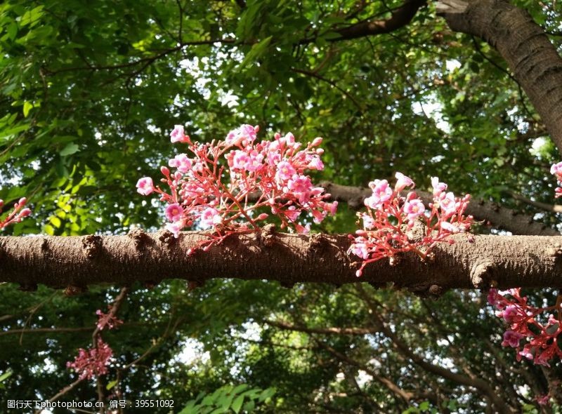 花卉素材花卉图片