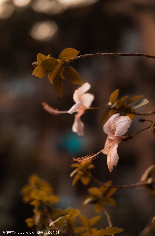 花瓣花卉图片