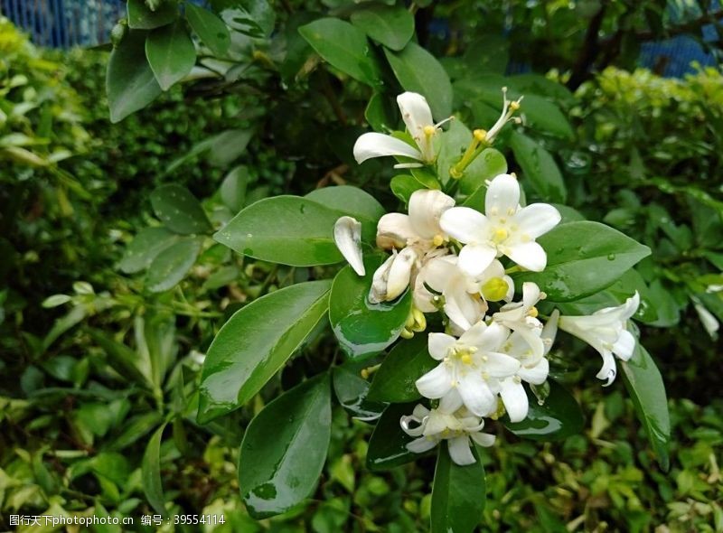 花瓣花卉图片