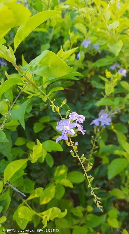 花瓣花卉图片