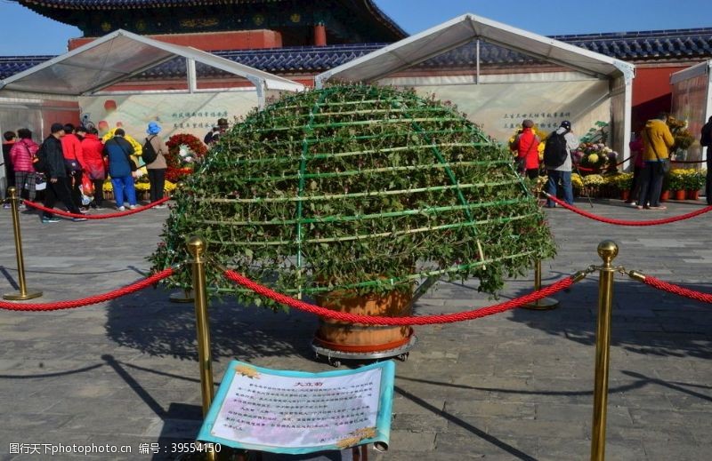 花瓣菊花图片