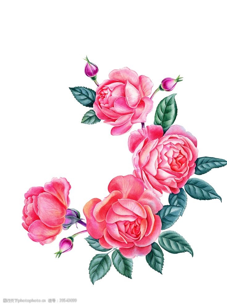 水彩蝴蝶玫瑰月季图片