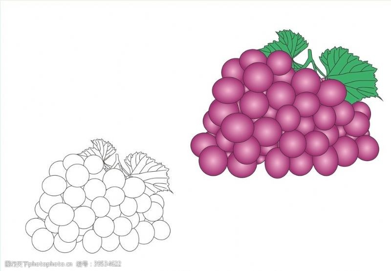 水果植物矢量葡萄图片