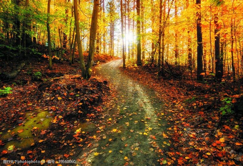 秋装摄影秋天的树林小径金黄色的银杏树叶图片