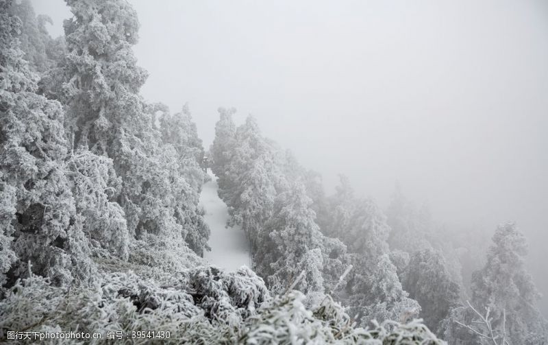 严冬森林雪景图片