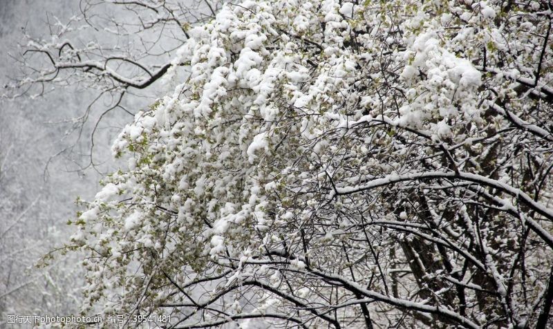 卡通景观树木树木雪景图片