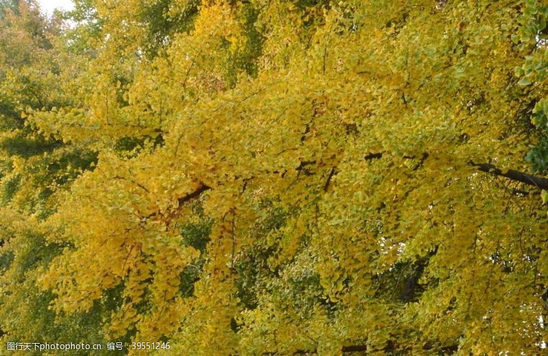 植物景观天坛银杏树图片