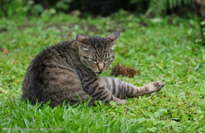 猫眼小猫图片