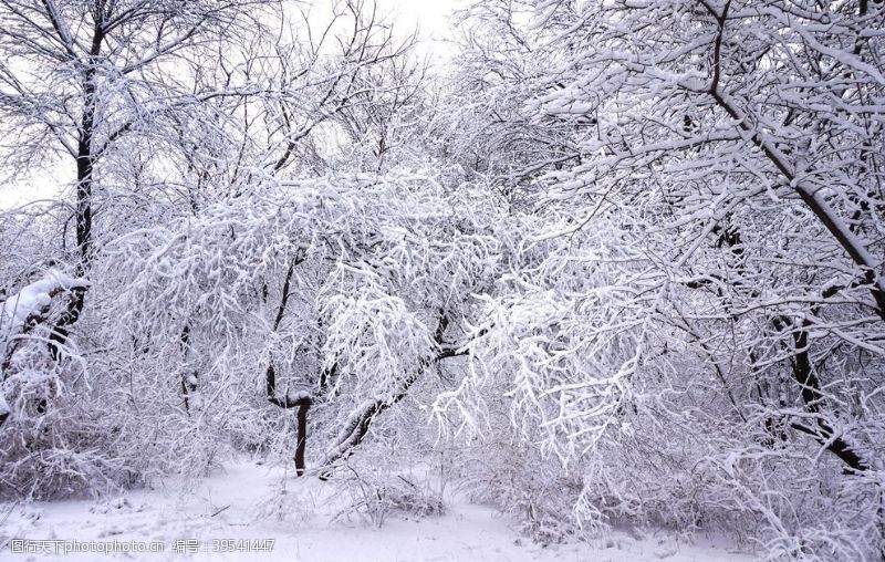 卡通景观树木雪景图片