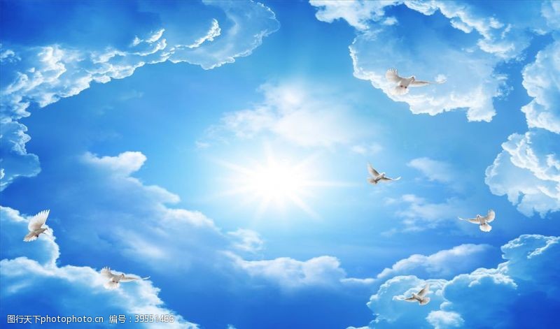 鸽子阳光蓝天白云背景墙图片
