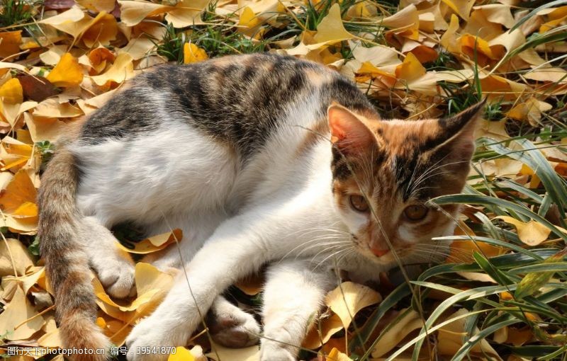 高清晰银杏下的猫咪图片