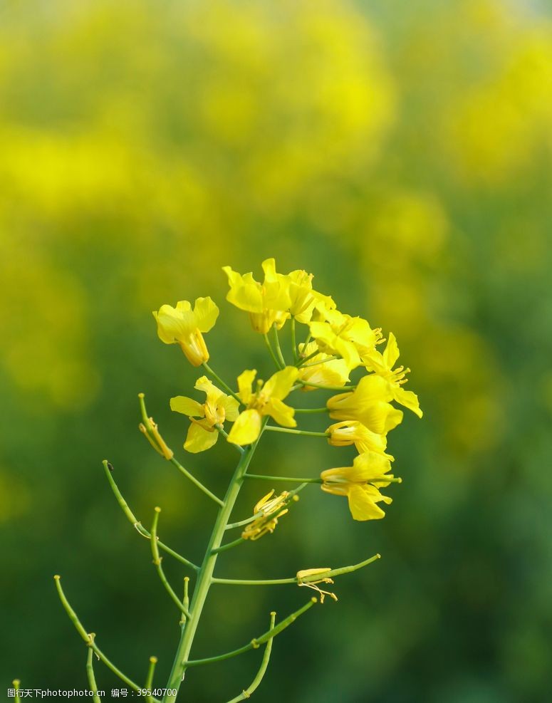 油菜花广告油菜花图片