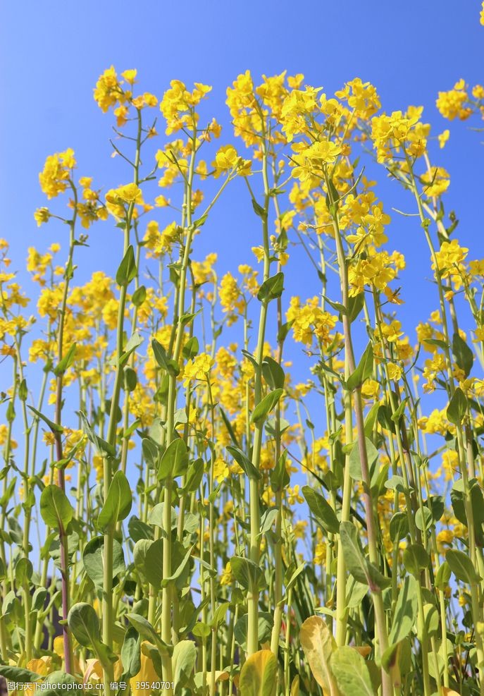 油菜花广告油菜花图片