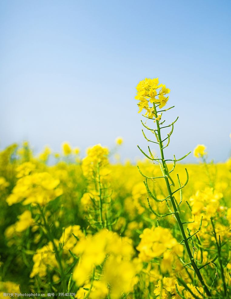 油菜花广告油菜花图片