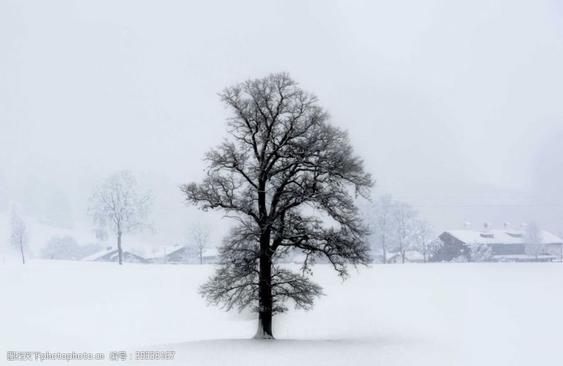 林中小屋冬季风雪中孤独的大树图片