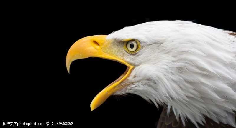 片头片尾黑色白色美国秃头鹰照片图片