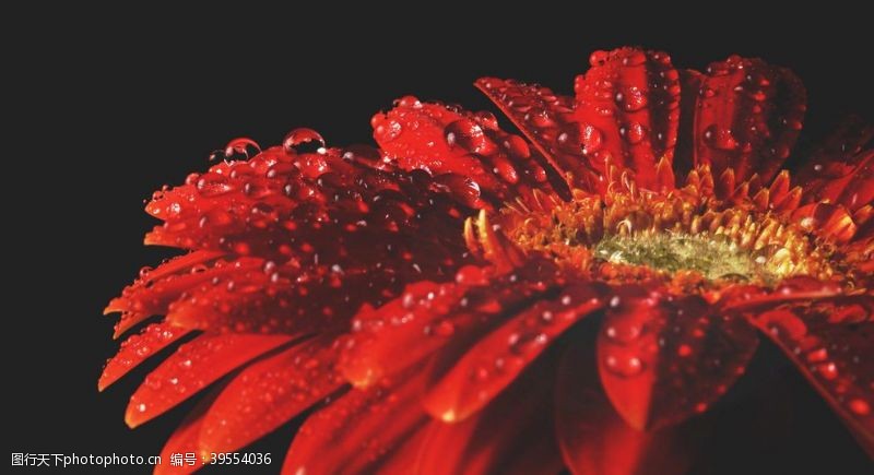 雨滴背景红花图片