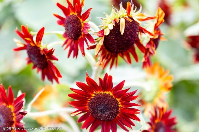 花卉素材红向日葵图片