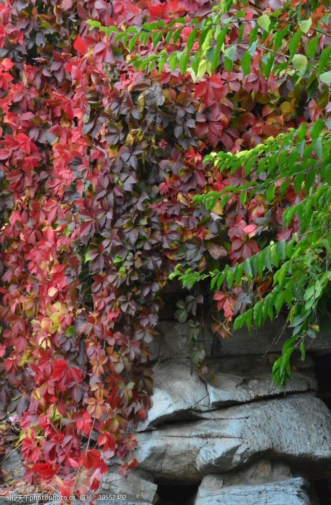 植物景观红叶风景图片